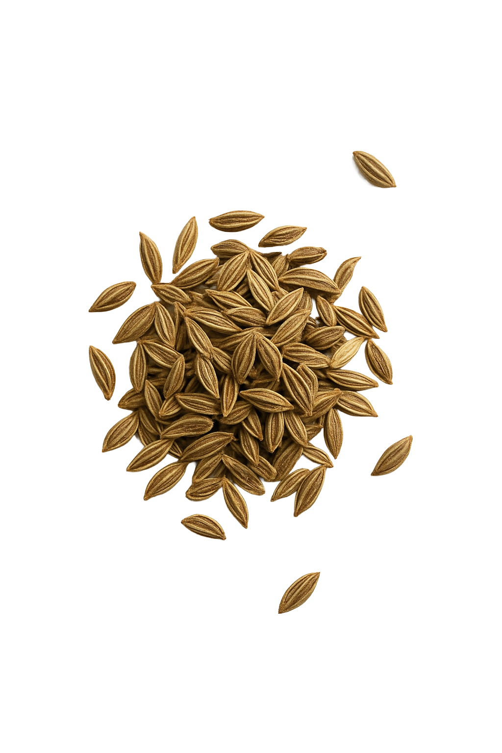 CELERY ESSENTIAL OIL