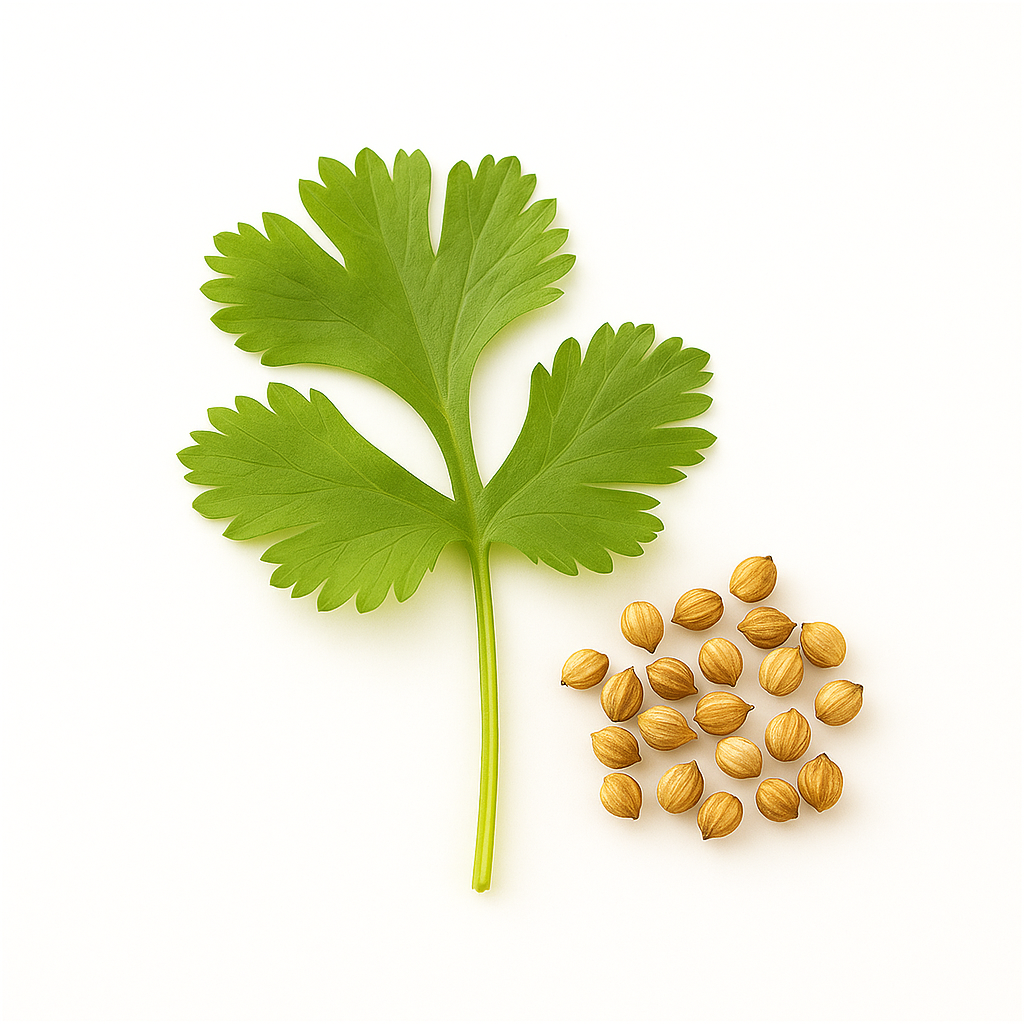 CORIANDER ESSENTIAL OIL