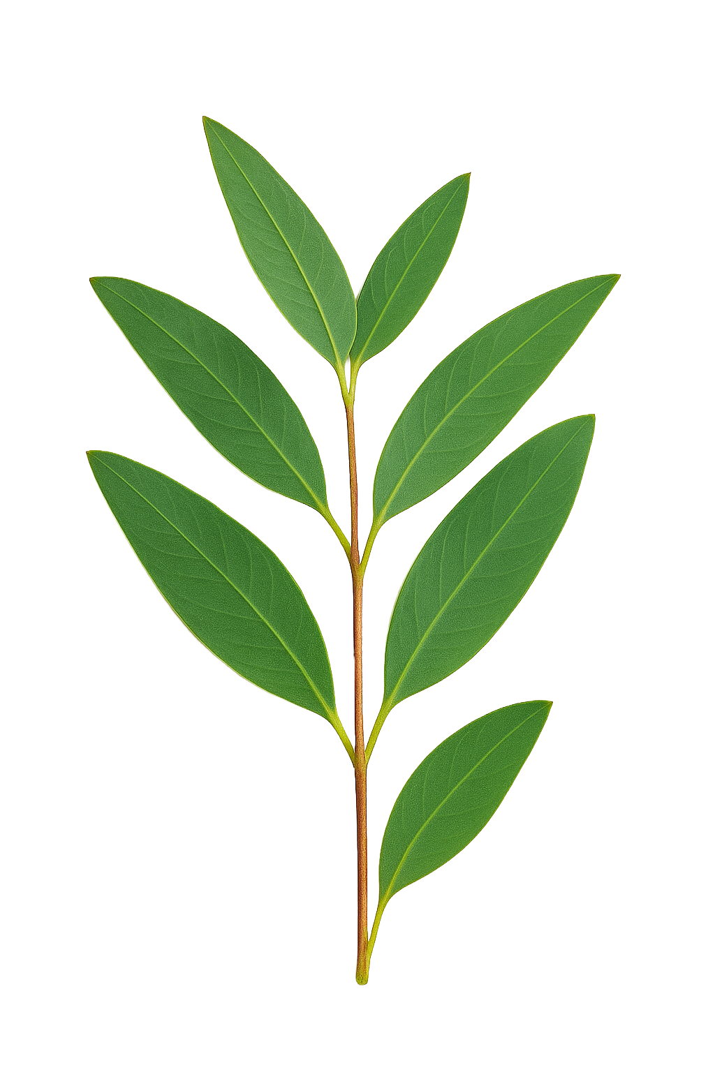 EUCALYPTUS GLOBULUS ESSENTIAL OIL