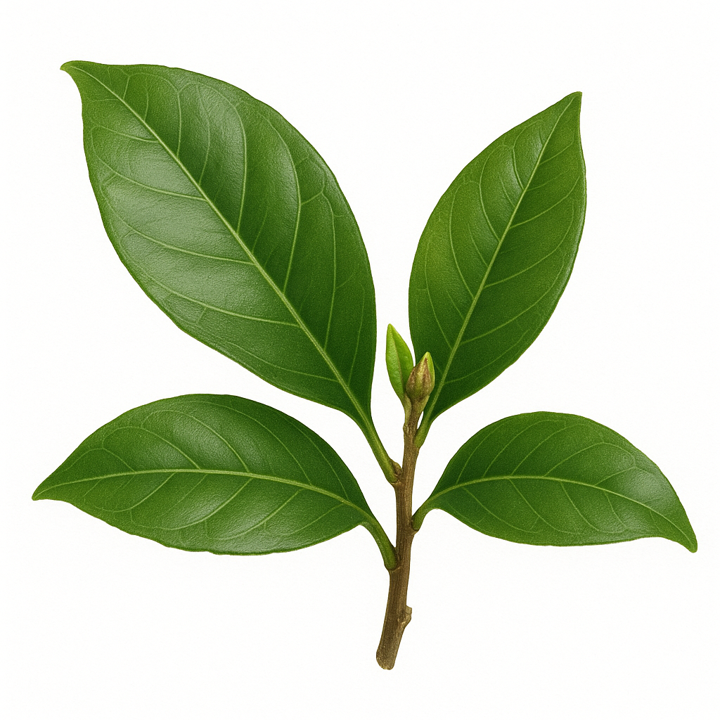 CLOVE LEAF ESSENTIAL OIL