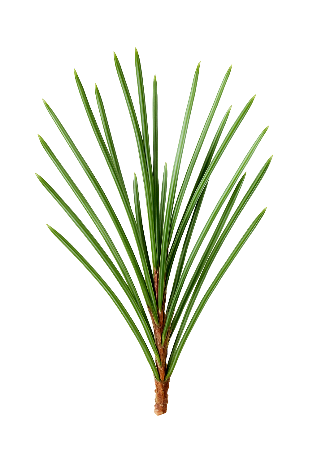 Scots Pine Essential Oil