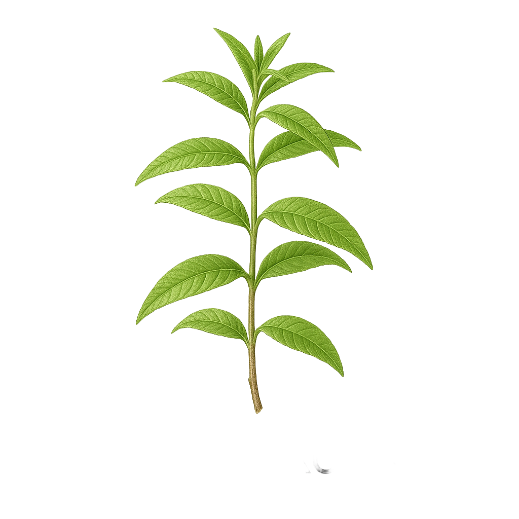 EXOTIC VERBENA ESSENTIAL OIL