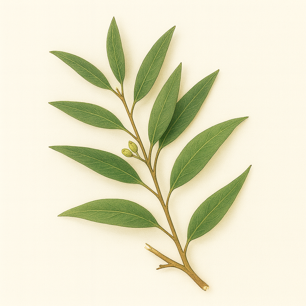 EUCALYPTUS RADIE ESSENTIAL OIL