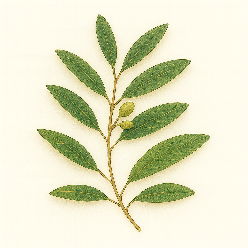 PISTACHIO LENTISK ESSENTIAL OIL