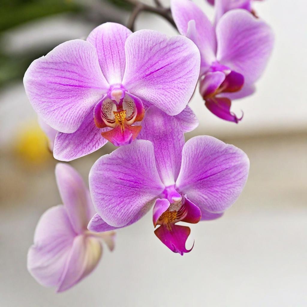 ORCHID